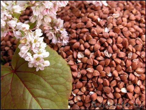 Крупы (гречка), масло подсолнечное - Изображение #1, Объявление #1535446