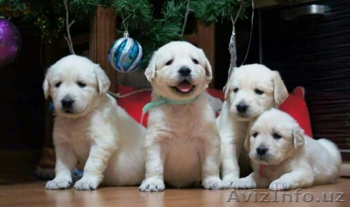  Продаются породистые, клейменные, клубные щенки голден ретривера с документами. - Изображение #1, Объявление #1539232