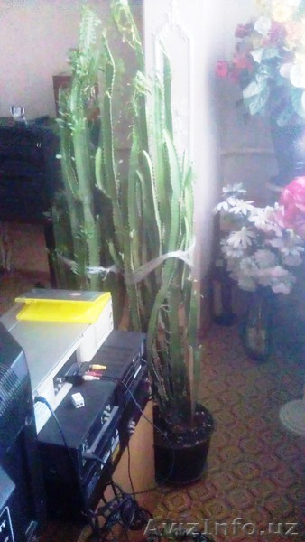 Продам молочай-кактус - Изображение #1, Объявление #1549614