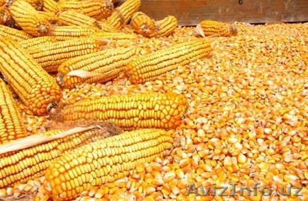 Кукуруза в Ташкенте, Узбекистан - Изображение #1, Объявление #1559537