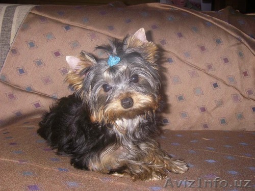 щенок йоркшиского терьера сука 3.5 месяца - Изображение #1, Объявление #1569149