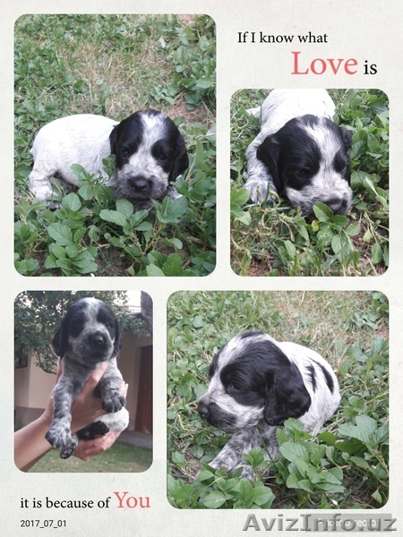 Продаются великолепные щенки русского спаниеля - Изображение #1, Объявление #1570179