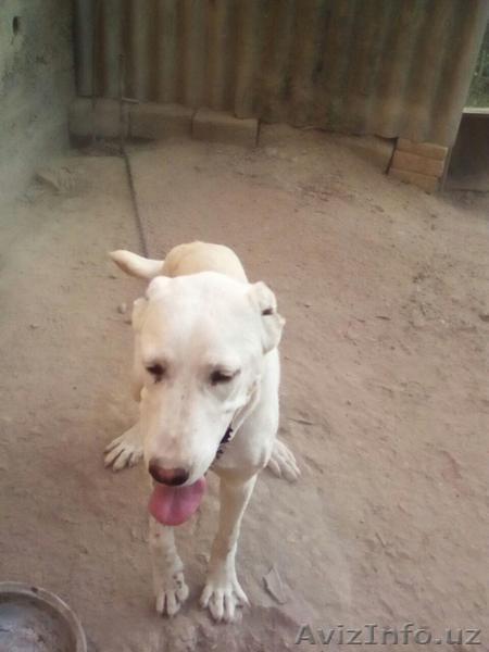 продам щенка алабая - Изображение #1, Объявление #1580161