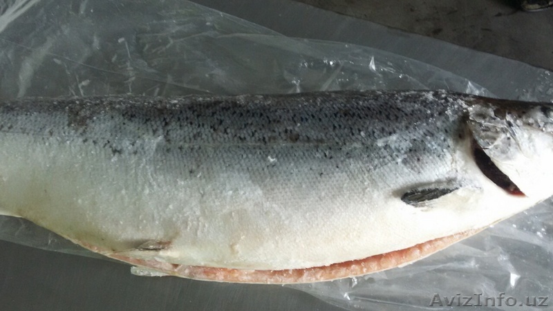 лосось чилийский - Изображение #1, Объявление #1624023