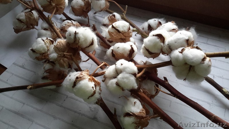 Куплю хлопковую коробочку - Изображение #1, Объявление #1626075