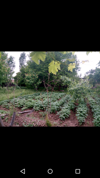 Срочно участок Туй-Тепа - Изображение #1, Объявление #1650926