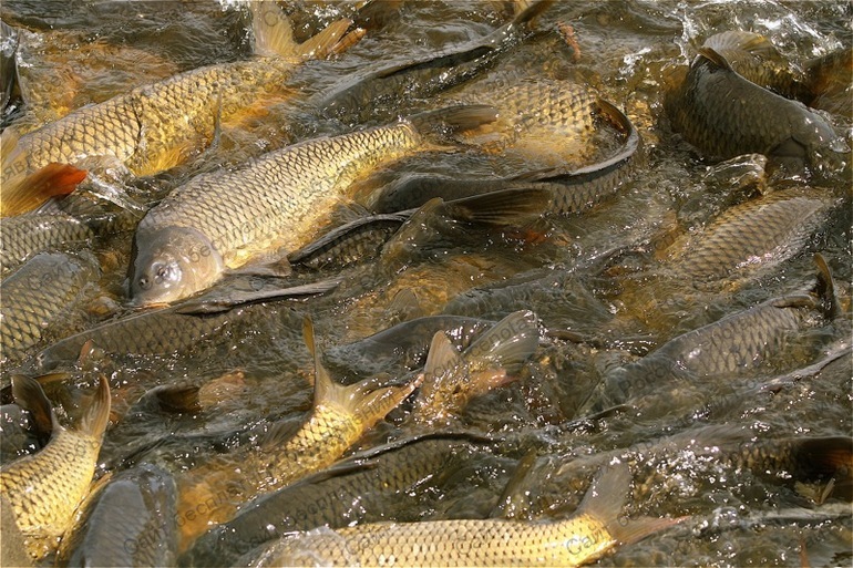 Продажа Рыбы Оптом - Изображение #1, Объявление #1671155