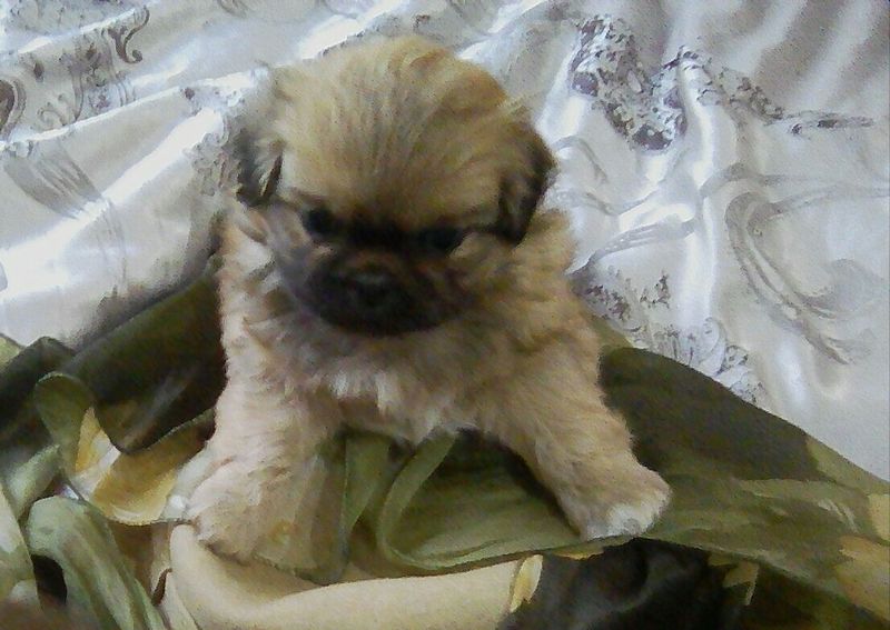 Продается щенок породы Пекинес - Изображение #1, Объявление #1675741