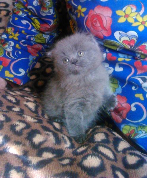 котенок скотишш фолд - Изображение #1, Объявление #1679287