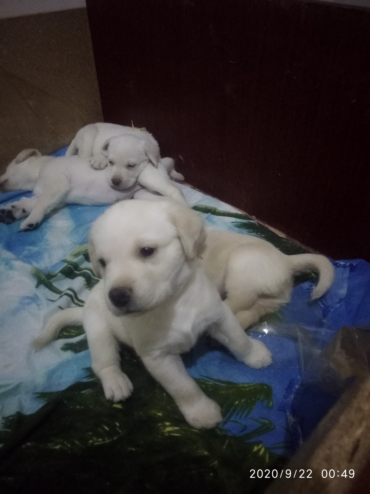  Готовы к продаже щенки Лабрадора  - Изображение #1, Объявление #1692339