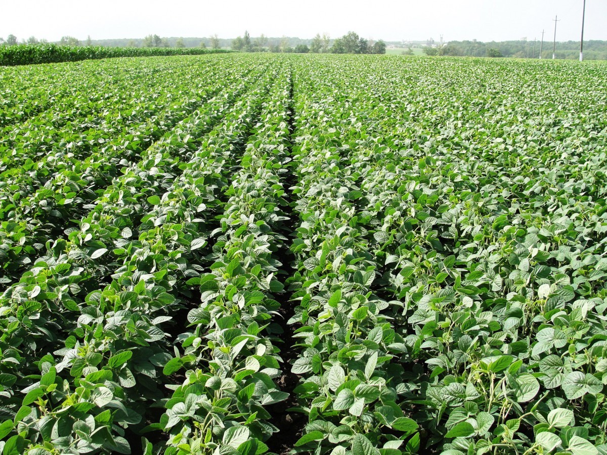 Продам сою - Изображение #1, Объявление #1719235