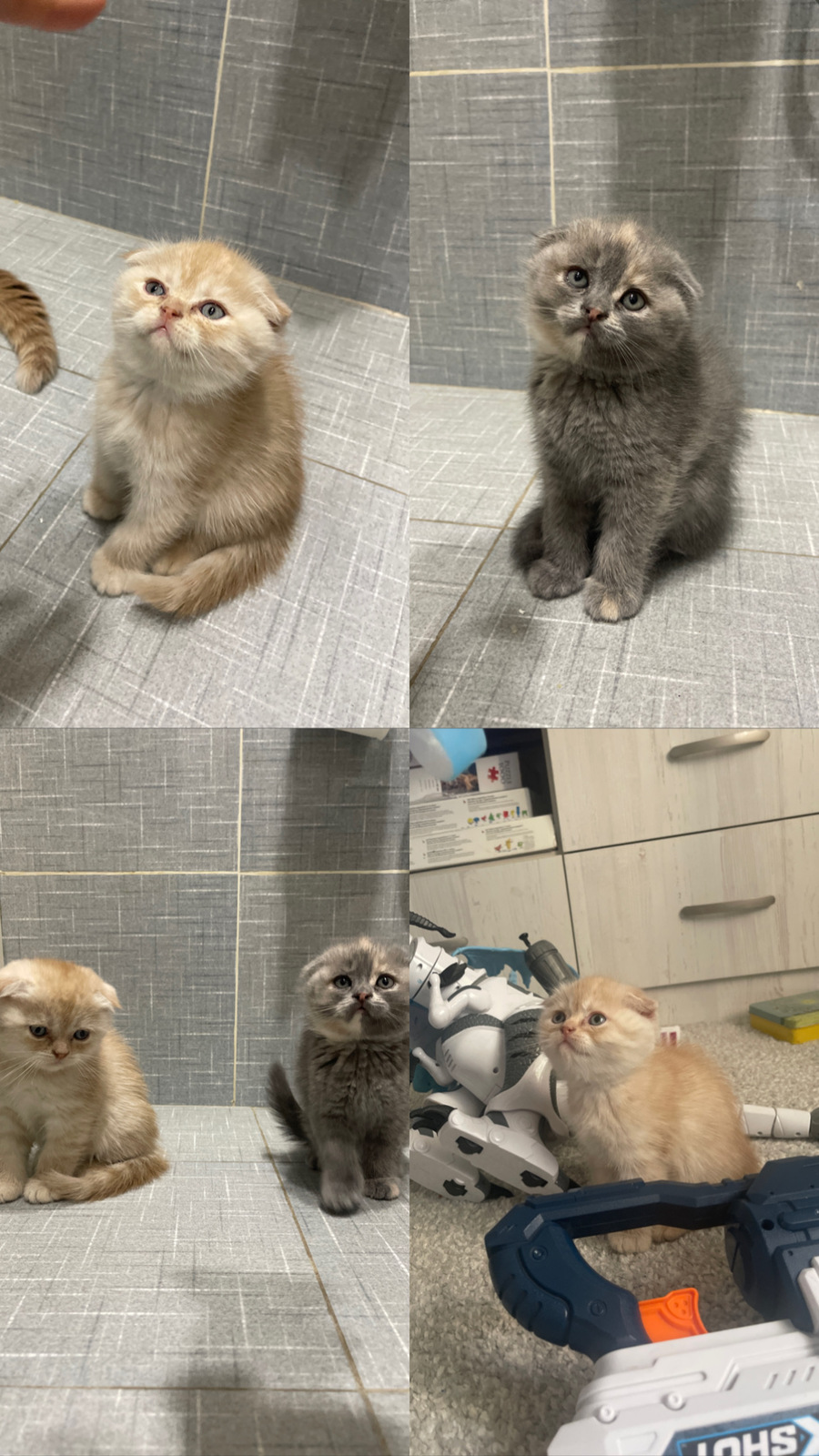 Скоттиш Фолд - Изображение #1, Объявление #1726321