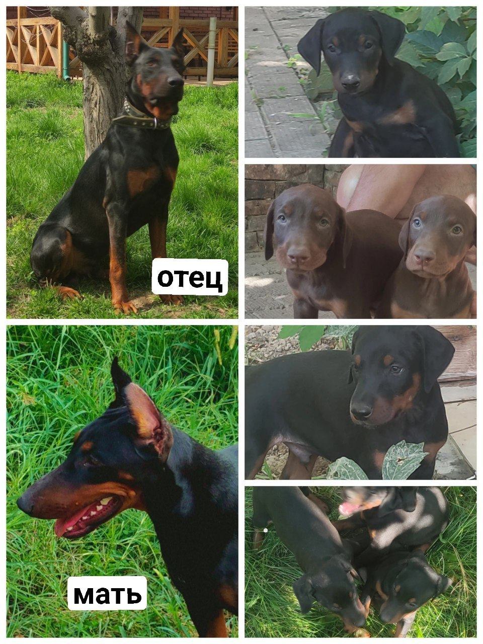 продаются щенки добермана - Изображение #1, Объявление #1726451