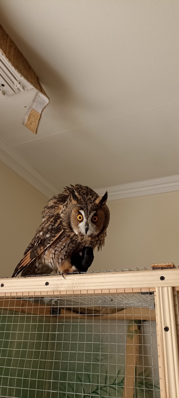 Продам свою домашнюю ушастую сову. Байгуша. - Изображение #1, Объявление #1727616