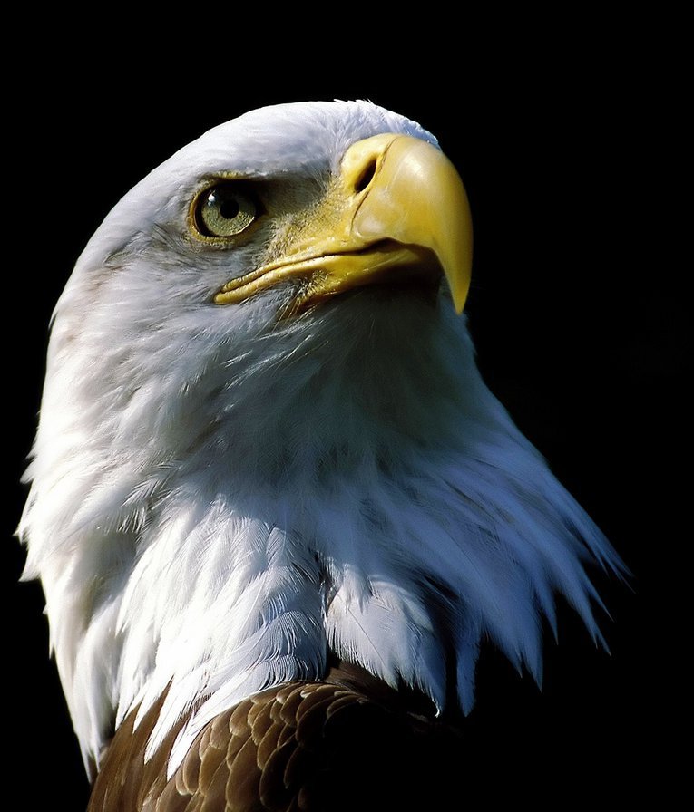 МАСТЕР УНИВЕРСАЛ - Изображение #1, Объявление #1731540