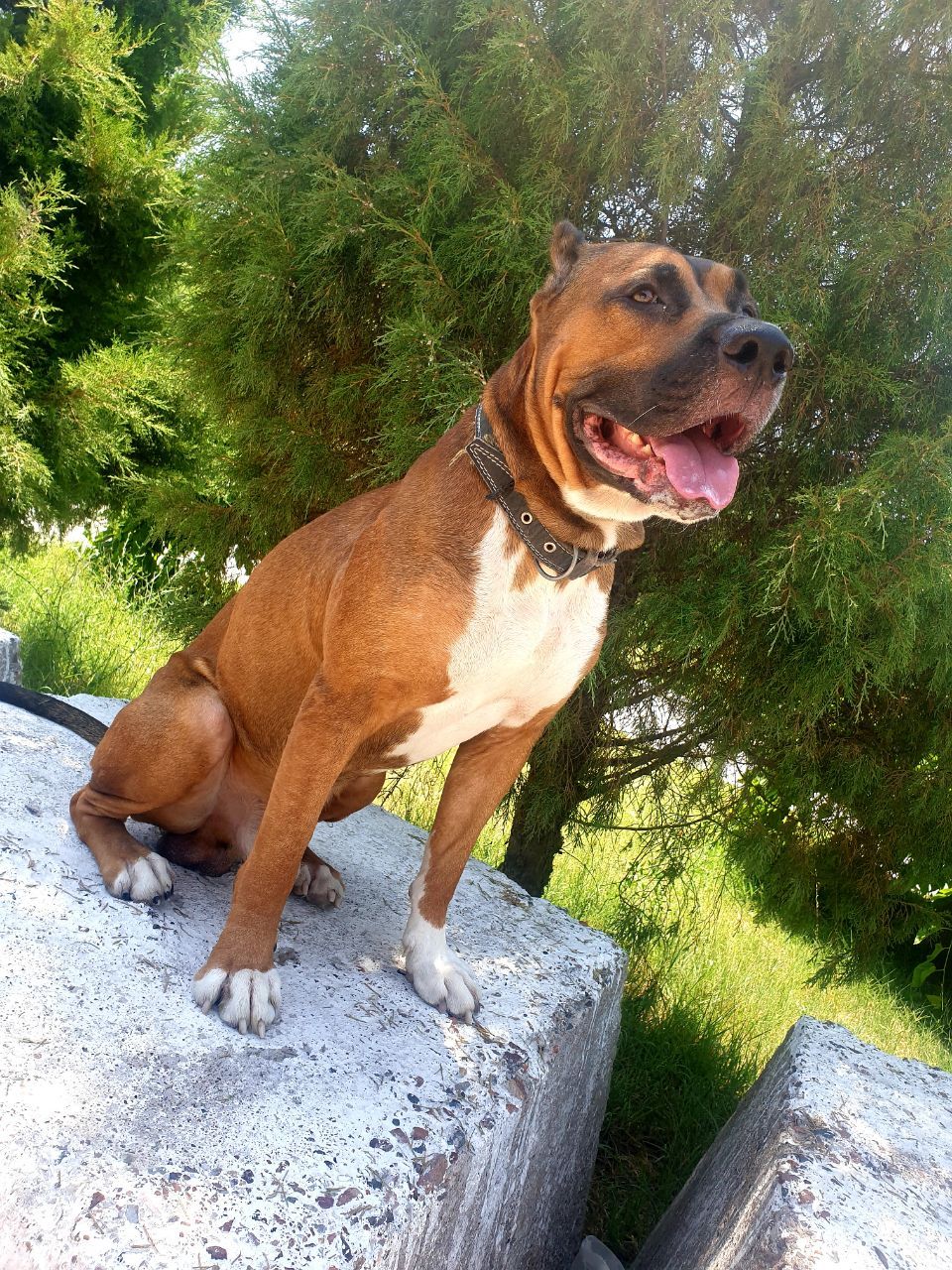 Кобель для вязки. Стаффордширский терьер. - Изображение #1, Объявление #1734016