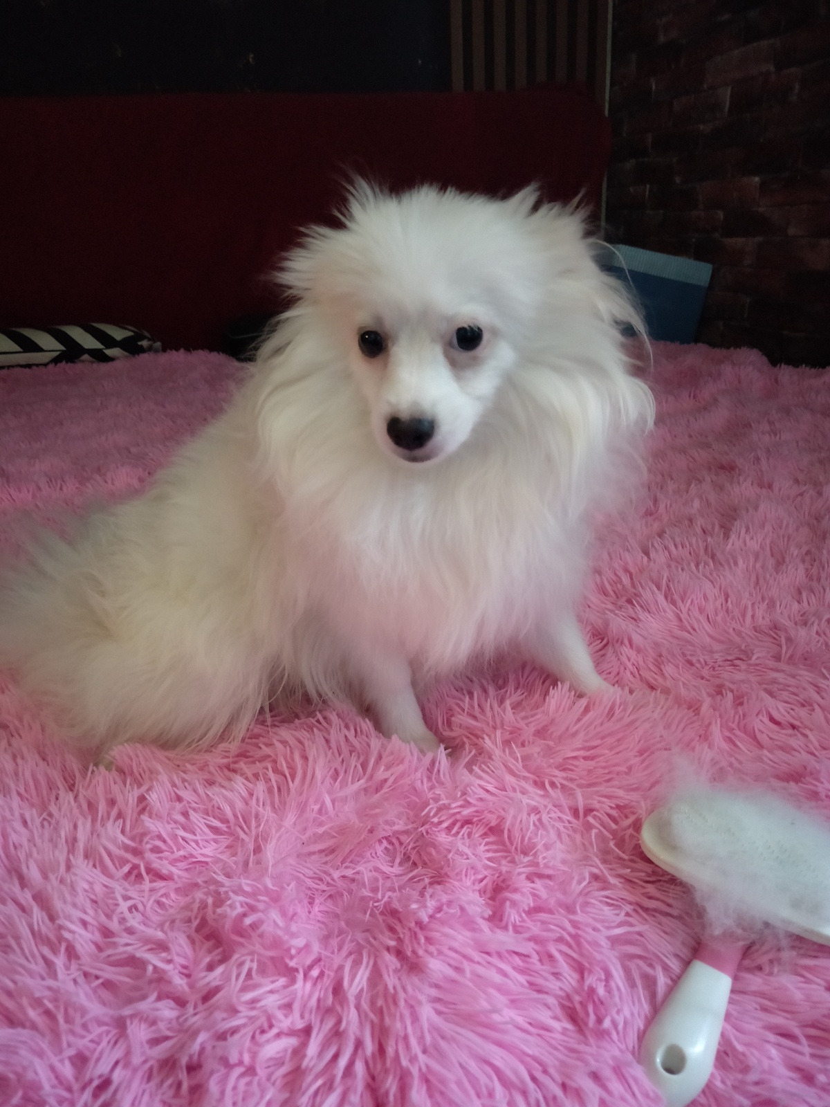 Продается щенок немецкого шпица - Изображение #1, Объявление #1739647