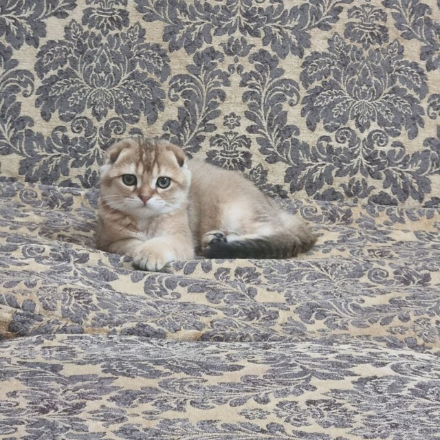 Пропажа домашнего кота  - Изображение #1, Объявление #1741532