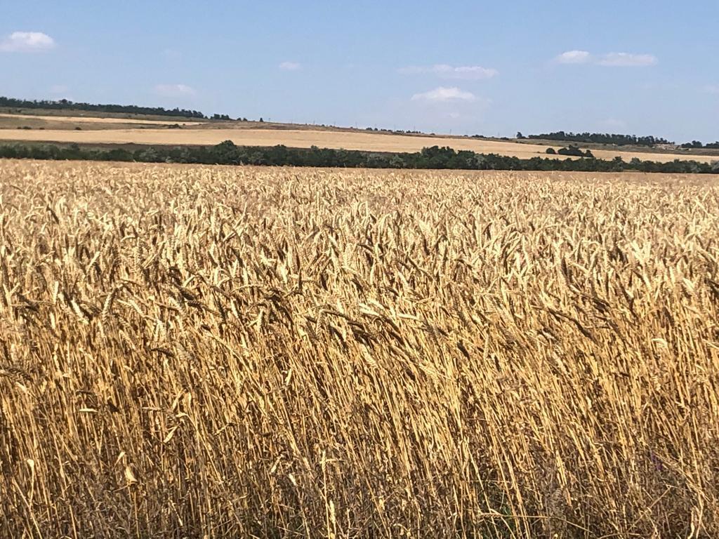 Продажа земли 44 ГА (пашни) КМВ  - Изображение #1, Объявление #1742946