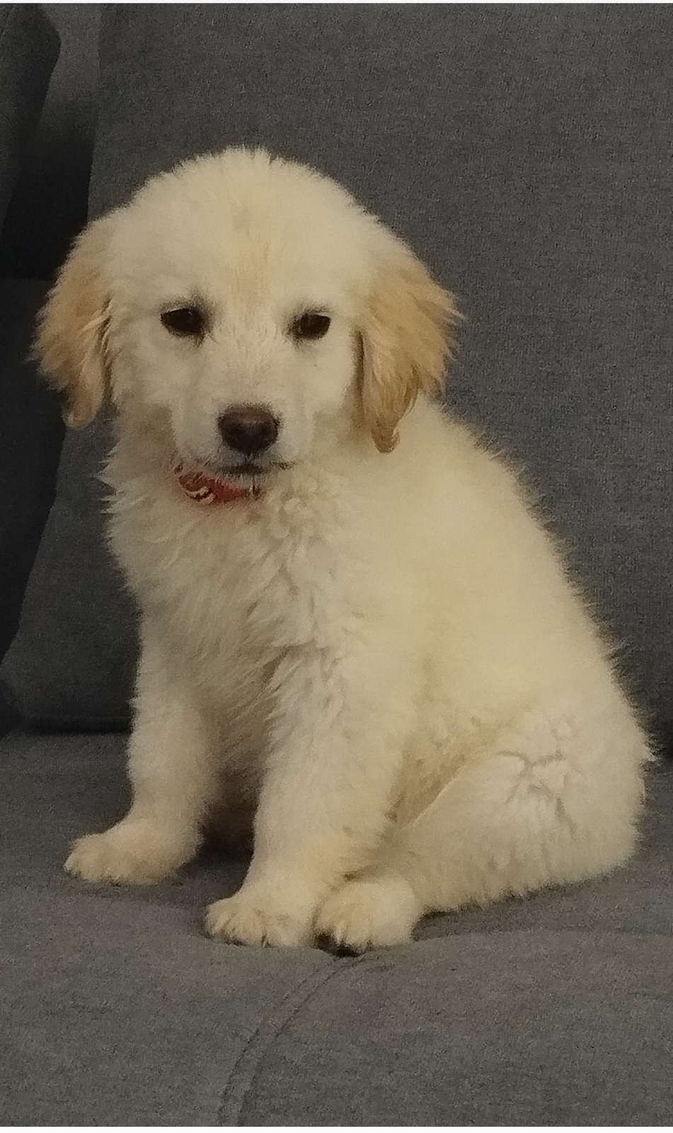 Продаются щенки Золотистого ретривера  - Изображение #1, Объявление #1744047