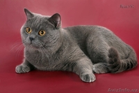 Британские котята - Изображение #1, Объявление #380997