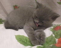 Британские котята - Изображение #3, Объявление #380997