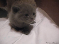 Британские котята - Изображение #4, Объявление #380997