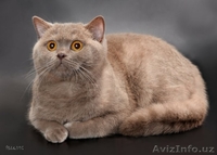 Британские котята - Изображение #5, Объявление #380997