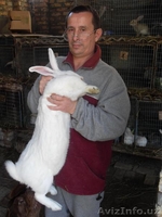 КРОЛИКИ ВЕЛИКАНЫ - Изображение #3, Объявление #792861