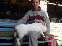 КРОЛИКИ ВЕЛИКАНЫ - Изображение #2, Объявление #792861