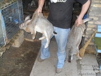 КРОЛИКИ ВЕЛИКАНЫ - Изображение #4, Объявление #792861