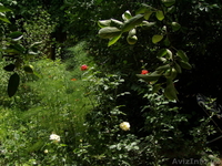 продам дачу паркентском районе - Изображение #3, Объявление #912727