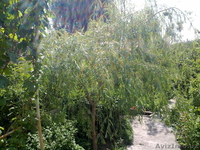 Продам собственный дом на Юнусабаде, 7 комнат, 8 соток - Изображение #2, Объявление #1047420