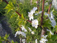 Продам собственный дом на Юнусабаде, 7 комнат, 8 соток - Изображение #5, Объявление #1047420