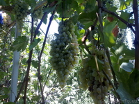 Продам собственный дом на Юнусабаде, 7 комнат, 8 соток - Изображение #7, Объявление #1047420