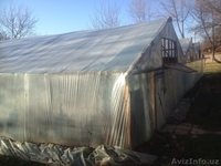 Продается деревья лимона (5 летние) 86 шт - Изображение #1, Объявление #1241555