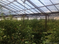 Продается деревья лимона (5 летние) 86 шт - Изображение #3, Объявление #1241555