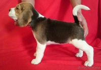 продаются щенки породы бигль - Изображение #2, Объявление #1517128