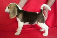 продаются щенки породы бигль - Изображение #3, Объявление #1517128