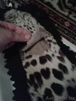 Шкура Леопарда - Изображение #5, Объявление #1601285