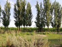 Продается УЧАСТОК в 12 соток в Таш Области (за куйлюком) - Изображение #4, Объявление #1634805