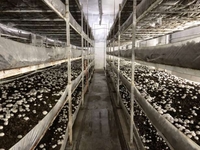 шампиньоны бизнес с малым вложение - Изображение #2, Объявление #1661827