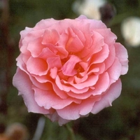 Садовое растение Роза от Bahor Gullari! - Изображение #2, Объявление #1651380