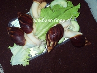 Улитки ахатины косметологические - Изображение #3, Объявление #1725727