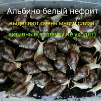 Продаются улитки косметологические - Изображение #3, Объявление #1725559