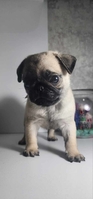 Продаётся Мопс 2 месяца клубный(мальчик) - Изображение #3, Объявление #1740157