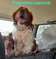 Продаю клубные щенков - Изображение #3, Объявление #1745274