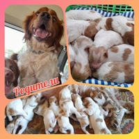 Продаю клубные щенков - Изображение #1, Объявление #1745274