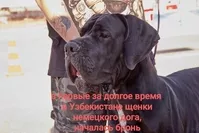 Щенки немецкого дога в продаже, возраст 3 месяца, окрас черный, в Ташкенте.  - Изображение #3, Объявление #1753733