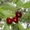 Саженцы плодовых растений, Яблони, Груши, Абрикоса итд. Подвои. (VF) - Изображение #4, Объявление #410506